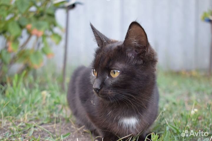 Отдам котят