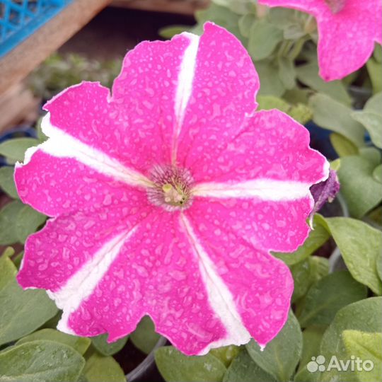 Рассада однолетних растений