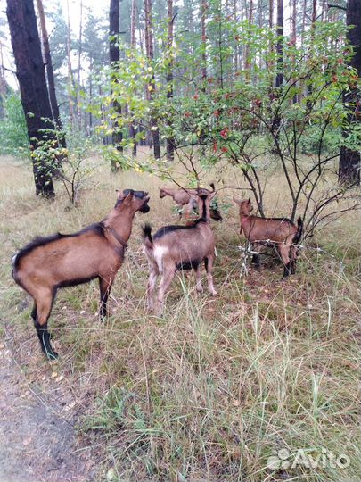 Чешский козёл