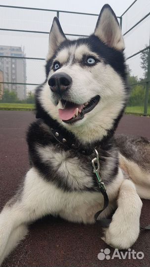 Щенок хаски