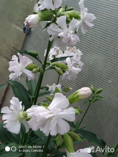 Сапонария (мыльнянка)