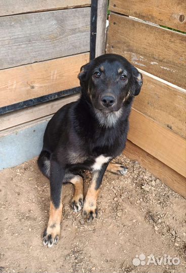 Щенок подросток девочка в добрые руки