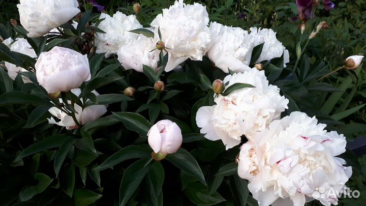Пионы саженцы