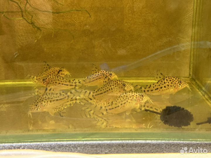 Коридорас Кнааки