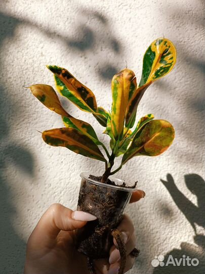 Кротон Мамми/Петра