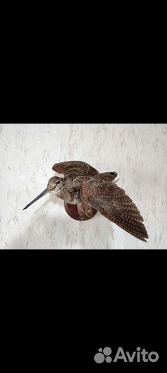 Чучело вальдшнеп