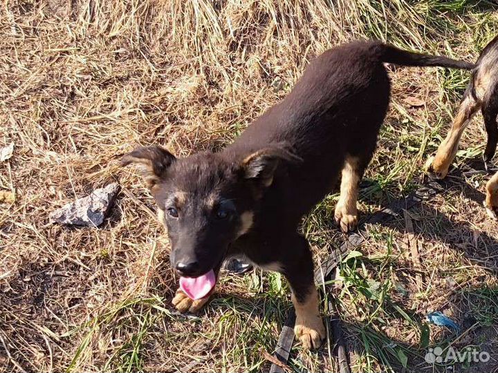 Собака в добрые руки щенок