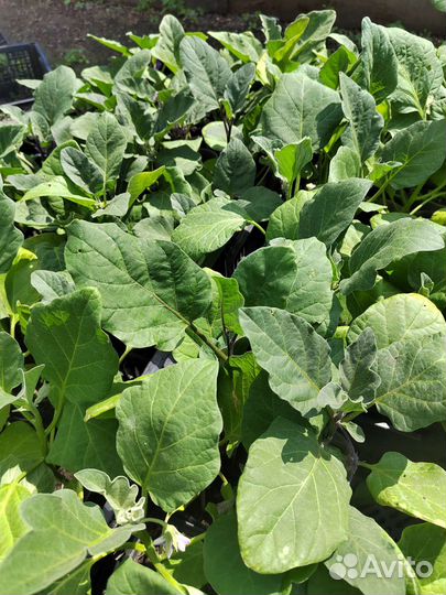 Рассада помидор перца баклажан