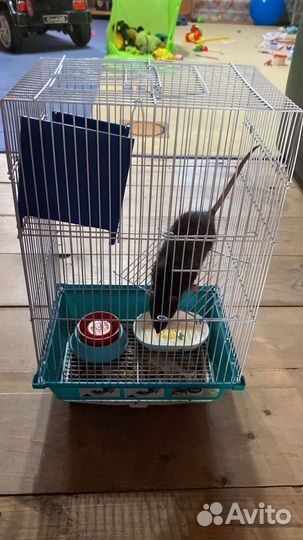 Крыса с клеткой