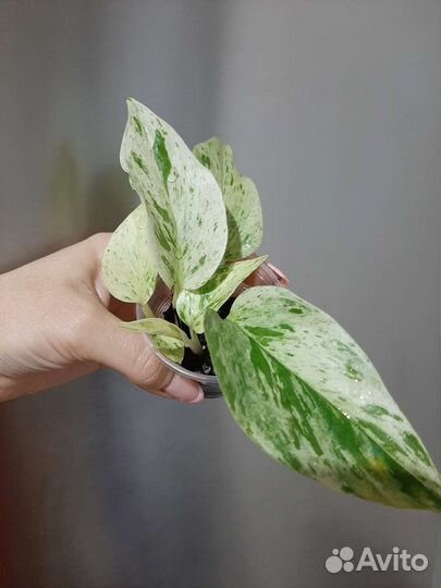 Эпипремнумы