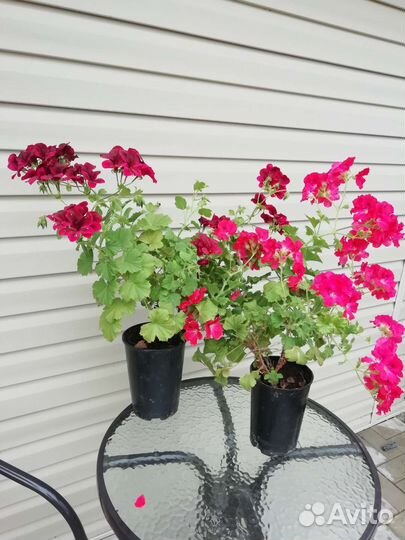 Пеларгония герань