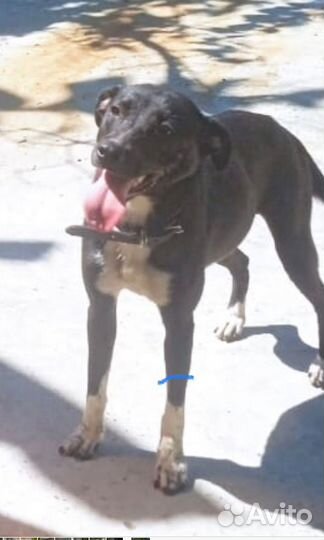 Берта. Благородный метис