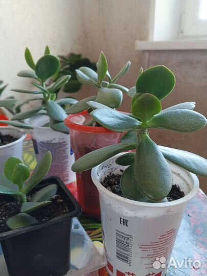 Комнатные растения