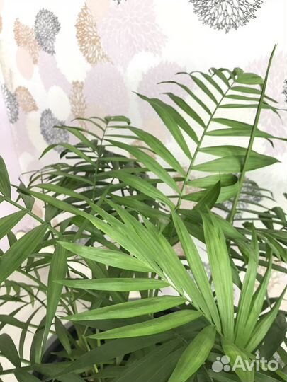 Пальма хамедорея