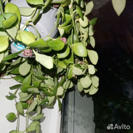 Хойя свежие срезы