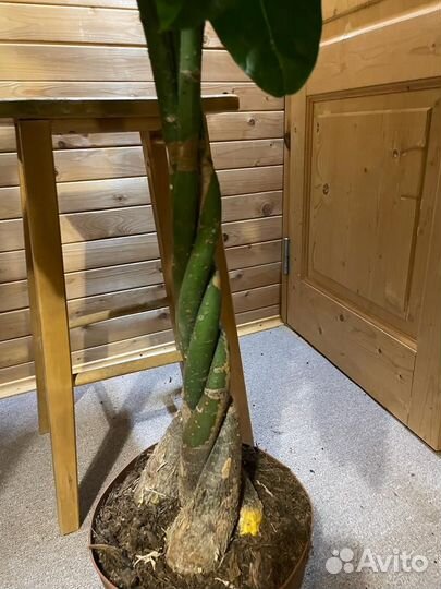 Пахира акватика D-24 H 150