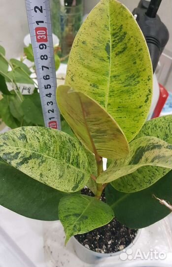 Фикусы шривериана, триангулярис