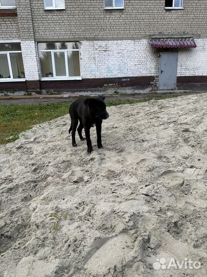 Собака в добрые руки отдам бесплатно