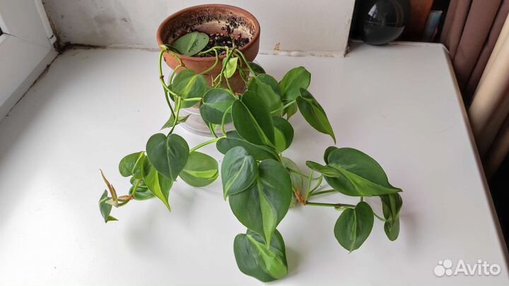 Филодендрон бразил