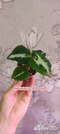 Сингониумы