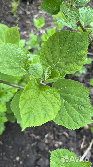 Гортензия древовидная (белая)