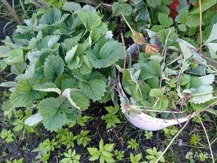 Клубника, земляника кустики, лук многолетний