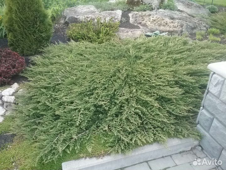 Можжевельник принц уэльский