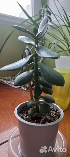 Крассула толстянка