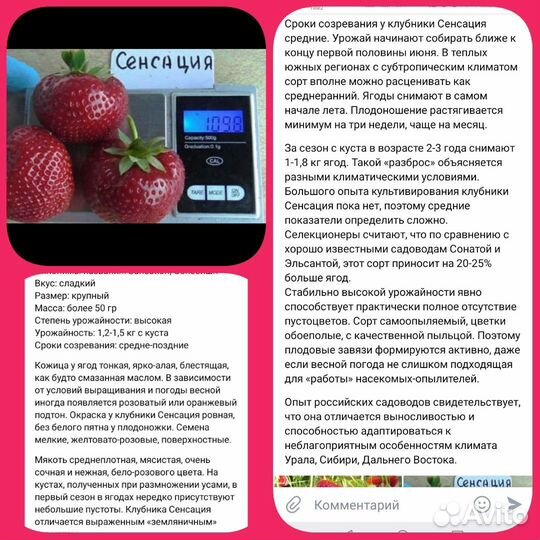 Рассада клубники