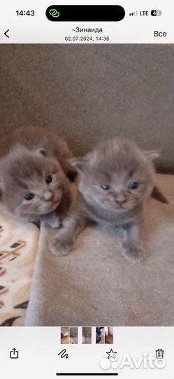 Котейки в добрые руки