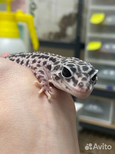 Эублефар с комплектом