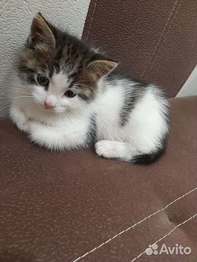 Кошка в дар бесплатно