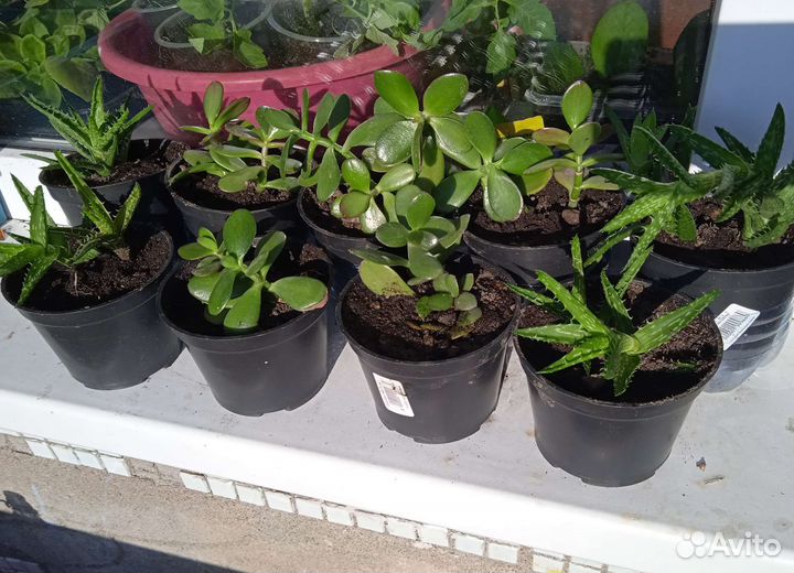 Алое, денежное дерево