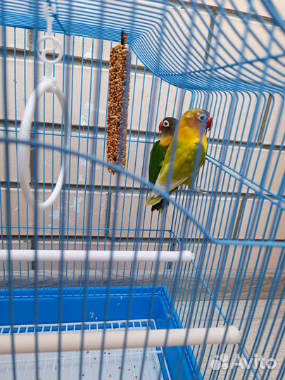 Попугаи неразлучники