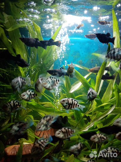 Аквариумные рыбки