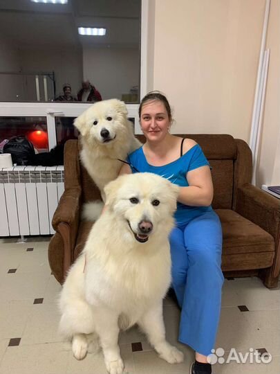 Все виды груминга для собак и кошек