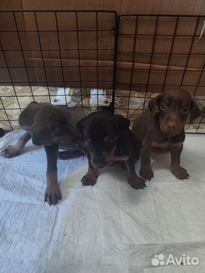 Щенки добермана