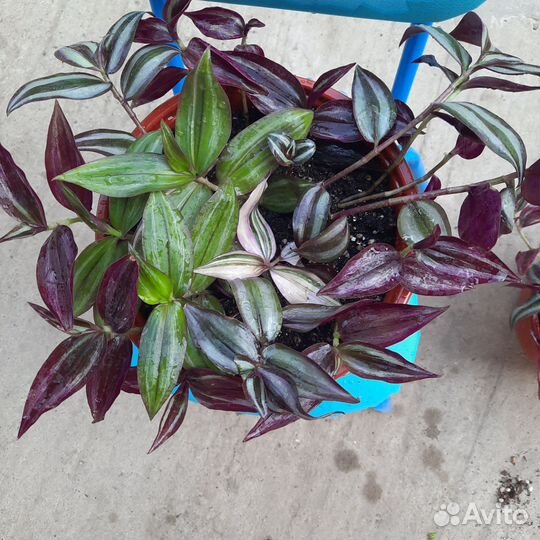 Комнатные цветы