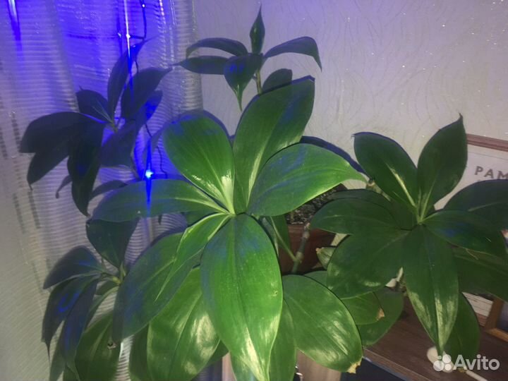 Кампелия занония