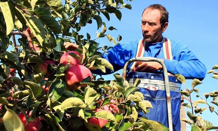 Сборщик. Вахта