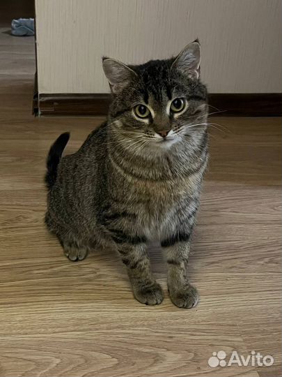 Ласковому кабачку Фасоле ищем дом