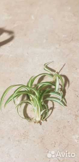 Цветок росток