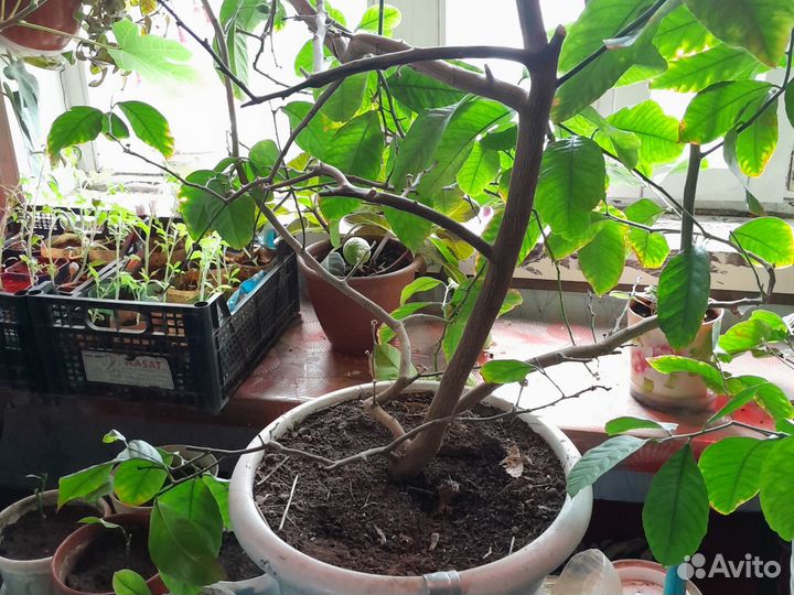 Саженцы плодоносящего лимона