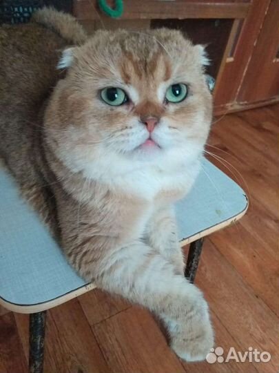 Коты на вязку(не бесплано)