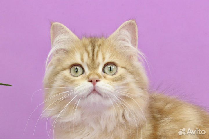 Кот blh by12(22) шоколадная золотая шиншилла