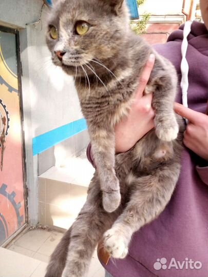 Кошка в дар бесплатно