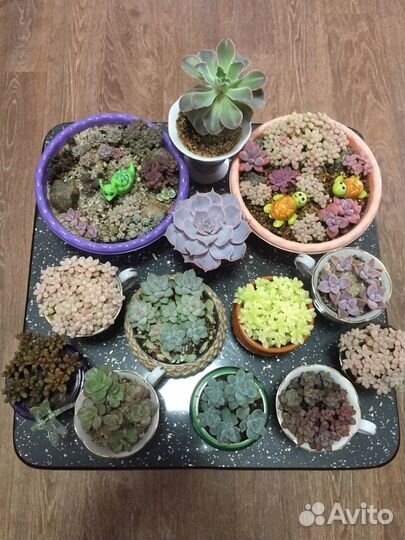 Суккуленты