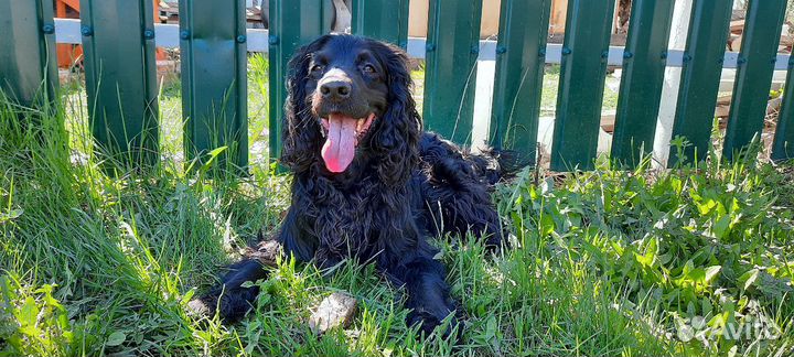 Спаниель.Вязка