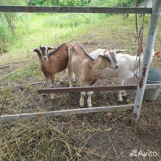 Козлята нубийск., зааненско-альпийск, навоз, петух