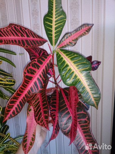 Кротоны Петра Голд стар Кодиеум